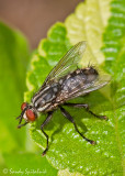 Flesh Fly