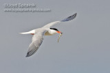 Common Tern