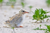 Common Tern