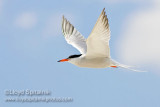 Common Tern