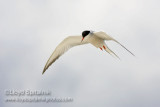 Common Tern