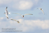 Common Tern