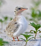 Common Tern