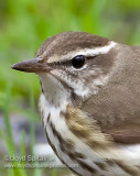 Louisiana Waterthrush