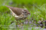 Louisiana Waterthrush