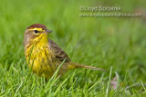 Palm Warbler