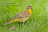 Palm Warbler