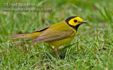 Hooded Warbler