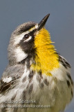 Yellow-throated Warbler