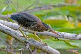 Green Heron