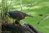 Green Heron