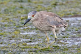 Black-crowned Night-Heron