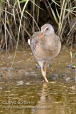 Clapper Rail