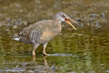 Clapper Rail
