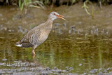 Clapper Rail