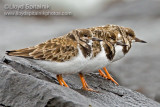 Ruddy Turnstone