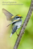 Golden-winged Warbler