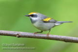 Golden-winged Warbler (female)