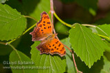 Eastern Comma
