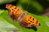 Eastern Comma