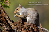 Eastern Gray Squirrel