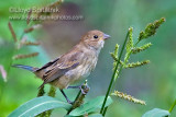 Indigo Bunting