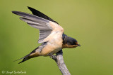 Barn Swallow (juvenile)