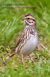 Savannah Sparrow