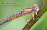 Eastern Forktail