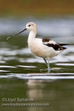 American Avocet