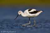 American Avocet