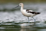 American Avocet