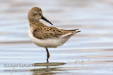 Western Sandpiper