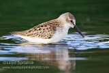 Western Sandpiper