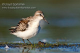 Western Sandpiper