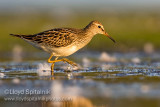 Pectoral Sandpiper