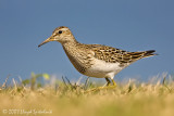 Pectoral Sandpiper