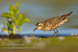 American Golden-Plover