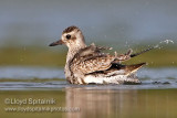 Black-bellied Plover