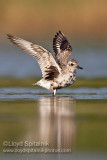 Black-bellied Plover