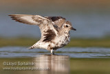 Black-bellied Plover