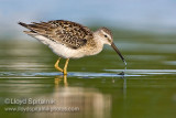 Stilt Sandpiper