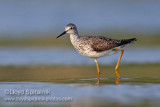 Lesser Yellowlegs
