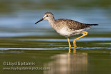 Lesser Yellowlegs (juvenile)