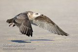 Lesser Black-backed Gull