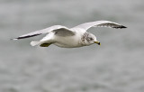 Ring-billed Gull