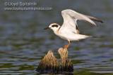 Forsters Tern (juvenile)
