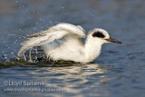 Forsters Tern