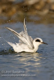Forsters Tern