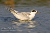 Forsters Tern